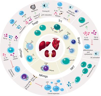 Harnessing Mechanisms of Immune Tolerance to Improve Outcomes in Solid Organ Transplantation: A Review